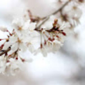 Meet your Posher, Priscilla